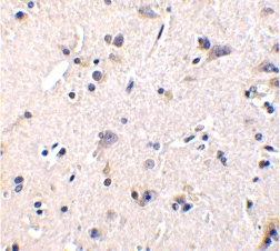 Immunohistochemistry of GFRa-1 in human brain tissue with GFRa-1 antibody at 1 µg/ml.
