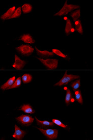 Immunofluorescence analysis of U20S cell using GFRA1 antibody. Blue: DAPI for nuclear staining.