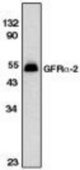 Western blot of GFRa-2 antibody on HeLa total cell lysate.