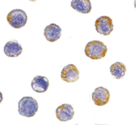 Immunocytochemistry of GFR alpha 2 in HeLa cells with GFR alpha 2 antibody at 5 ug/ml.