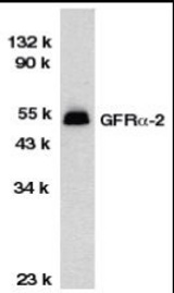 Western blot of GFRa-2 in HeLa total cell lysate with GFRa-2 antibody at 1:1000 dilution.