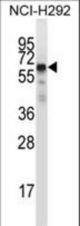 GFRA2 Antibody western blot of NCI-H292 cell line lysates (35 ug/lane). The GFRA2 antibody detected the GFRA2 protein (arrow).