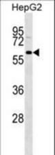 GFRA3 Antibody western blot of HepG2 cell line lysates (35 ug/lane). The GFRA3 antibody detected the GFRA3 protein (arrow).