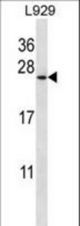 COPZ1 Antibody western blot of L929 cell line lysates (35 ug/lane). The COPZ1 antibody detected the COPZ1 protein (arrow).