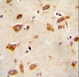 GFRAL antibody immunohistochemistry of formalin-fixed and paraffin-embedded human brain tissue followed by peroxidase-conjugated secondary antibody and DAB staining.
