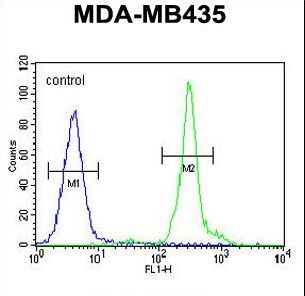 GFRAL Antibody flow cytometry of MDA-MB435 cells (right histogram) compared to a negative control cell (left histogram). FITC-conjugated goat-anti-rabbit secondary antibodies were used for the analysis.