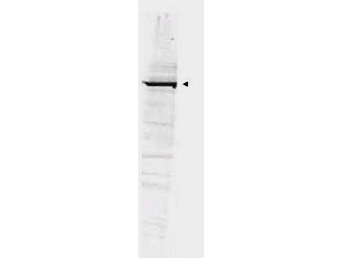 Anti-GGA1 Antibody - Western Blot. Western blot of Affinity Purified anti-GGA1 antibody shows detection of bands at ~100 kD corresponding to YFP-GGA1 fusion present in a lysate of HEK293 cells over- expressing the recombinant protein (arrowhead). Approximately 35 ug of lysate was separated on a 4-20% gel by SDS-PAGE and transferred onto nitrocellulose. After blocking the membrane was probed with the primary antibody diluted to 1:1350. Reaction occurred overnight at 4? followed by washes and reaction with a 1:10000 dilution of IRDye800 conjugated Rb-a-Goat IgG [H&L] MXHu ( for 45 min at room temperature. IRDye800 fluorescence image was captured using the Odyssey Infrared Imaging System developed by LI-COR. IRDye is a trademark of LI-COR, Inc. Other detection systems will yield similar results.