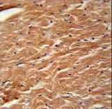 COPZ2 Antibody immunohistochemistry of formalin-fixed and paraffin-embedded mouse heart tissue followed by peroxidase-conjugated secondary antibody and DAB staining.