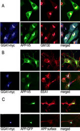 A, N2a cells cotransfected with APP770 V5 and GGA1 myc or empty vector were immunostained for APP (Alexa488; green), GGA1 (Cy5; blue), and the Golgi marker GM130 (Cy3; red). B, The same transfection was stained for the endosomal marker EEA1 (Cy3). C, To assess cell-surface localization, APP695 [Character 96]GFP and GGA1 [Character 96]myc or empty vector were cotransfected and then immunostained with an Ab to the APP ectodomain on ice without permeabilization (Cy3). Cells were then fixed, permeabilized, and stained for GGA1 (Cy5). (J. Neurosci. 2006 Sep 27;26(39):9913-9922)
