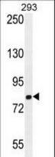 GGCX Antibody western blot of 293 cell line lysates (35 ug/lane). The GGCX antibody detected the GGCX protein (arrow).