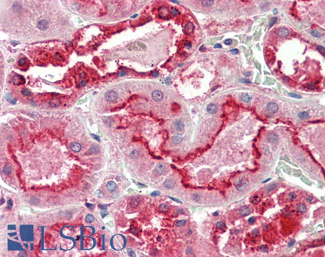 Anti-GGCX antibody IHC staining of human kidney. Immunohistochemistry of formalin-fixed, paraffin-embedded tissue after heat-induced antigen retrieval. Antibody LS-B10319 concentration 5 ug/ml.