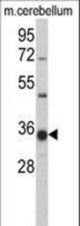 Western blot ofGGPS1 Antibody in mouse cerebellum tissue lysates (35 ug/lane). GGPS1 (arrow) was detected using the purified antibody.