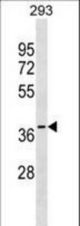 GGPS1 Antibody western blot of 293 cell line lysates (35 ug/lane). The GGPS1 antibody detected the GGPS1 protein (arrow).