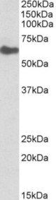 GGT1 antibody (0.1 ug/ml) staining of Human Kidney lysate (35 ug protein in RIPA buffer). Primary incubation was 1 hour. Detected by chemiluminescence.