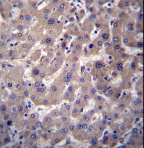 GGT7 Antibody immunohistochemistry of formalin-fixed and paraffin-embedded human liver tissue followed by peroxidase-conjugated secondary antibody and DAB staining.