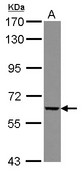 Sample (30 ug of whole cell lysate) A: 293T 7.5% SDS PAGE GGT5 / GGTLA1 antibody diluted at 1:5000