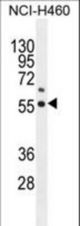 COQ6 Antibody western blot of NCI-H460 cell line lysates (35 ug/lane). The COQ6 antibody detected the COQ6 protein (arrow).