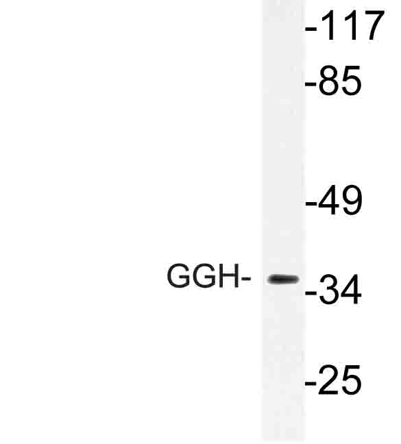 Western blot of GGH (K287) pAb in extracts from RAW264.7 cells.