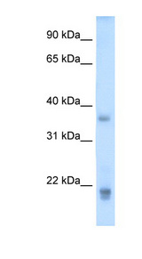 GH2 antibody LS-C40357 Western blot of Placenta lysate.