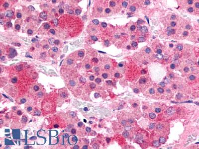Anti-GHRHR antibody LS-A836 IHC of human pituitary, anterior. Immunohistochemistry of formalin-fixed, paraffin-embedded tissue after heat-induced antigen retrieval.