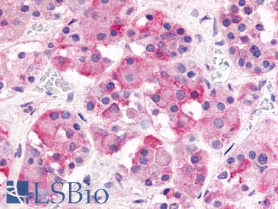 Anti-GHRHR antibody LS-A834 IHC of human pituitary, anterior. Immunohistochemistry of formalin-fixed, paraffin-embedded tissue after heat-induced antigen retrieval.