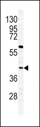 Western blot of GHRHR antibody in K562 cell line lysates (35 ug/lane). GHRHR (arrow) was detected using the purified antibody.