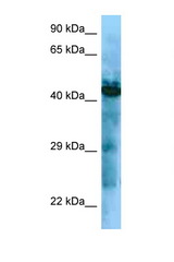 GHSR / Ghrelin Receptor antibody LS-C146380 Western blot of ACHN Cell lysate. Antibody concentration 1 ug/ml.