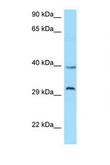 GHSR / Ghrelin Receptor antibody LS-C146257 Western blot of Jurkat Cell lysate. Antibody concentration 1 ug/ml.