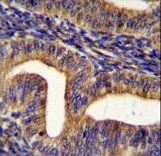 GHSR Antibody immunohistochemistry of formalin-fixed and paraffin-embedded human uterus tissue followed by peroxidase-conjugated secondary antibody and DAB staining.