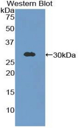 Western blot of recombinant GIF / Intrinsic Factor.