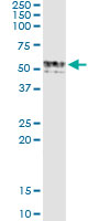 Immunoprecipitation of GIF transfected lysate using anti-GIF monoclonal antibody and Protein A Magnetic Bead, and immunoblotted with GIF rabbit polyclonal antibody.