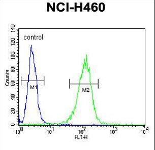 COQ9 Antibody flow cytometry of NCI-H460 cells (right histogram) compared to a negative control cell (left histogram). FITC-conjugated goat-anti-rabbit secondary antibodies were used for the analysis.