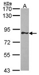Sample (30 ug of whole cell lysate). A: Raji. 7.5% SDS PAGE. GIMAP8 antibody. GIMAP8 antibody diluted at 1:1000.