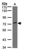 Sample (30g whole cell lysate). A:293T. 7.5% SDS PAGE. GIMAP8 antibody diluted at 1:1000
