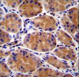 GIN1 Antibody immunohistochemistry of formalin-fixed and paraffin-embedded human stomach tissue followed by peroxidase-conjugated secondary antibody and DAB staining.