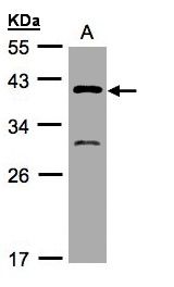 Sample (30 ug of whole cell lysate). A: H1299. 10% SDS PAGE. GIPC3 antibody diluted at 1:500