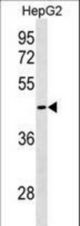 GIPC3 Antibody western blot of HepG2 cell line lysates (35 ug/lane). The GIPC3 Antibody detected the GIPC3 protein (arrow).