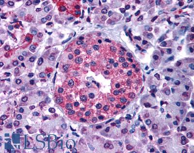 Anti-GIPR antibody LS-A3840 IHC of human pancreas. Immunohistochemistry of formalin-fixed, paraffin-embedded tissue after heat-induced antigen retrieval.