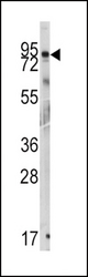 Western blot of anti-GIT1 Antibody (Y510) in mouse cerebellum tissue lysates (35 ug/lane). GIT1 (arrow) was detected using the purified antibody.