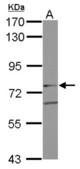 Sample (30 ug of whole cell lysate) A: A549 7.5% SDS PAGE GIT2 antibody diluted at 1:1000