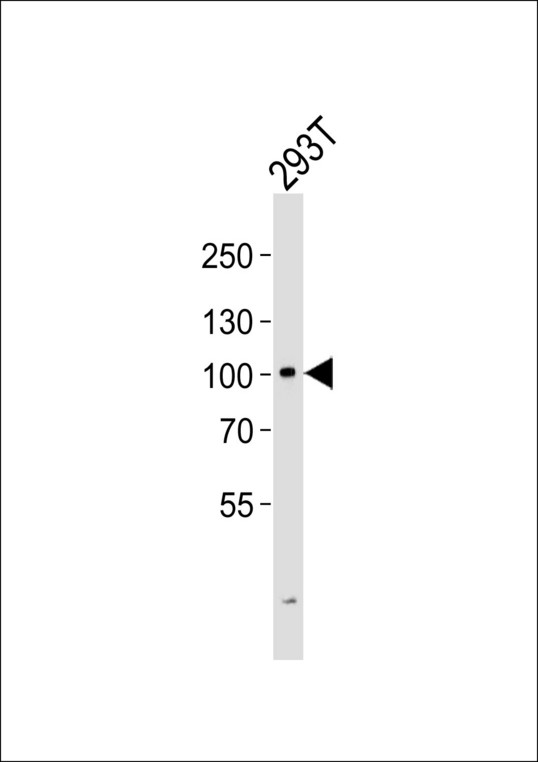 Western blot of lysate from 293T cell line with GIT2 Antibody. Antibody was diluted at 1:1000. A goat anti-rabbit IgG H&L (HRP) at 1:5000 dilution was used as the secondary antibody. Lysate at 35 ug.
