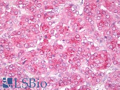 Anti-GIT2 antibody IHC of human pancreas. Immunohistochemistry of formalin-fixed, paraffin-embedded tissue after heat-induced antigen retrieval. Antibody LS-B7870 dilution 10 ug/ml.