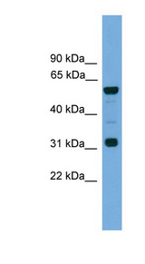 GJA10 antibody LS-C116222 Western blot of Mouse Heart lysate.