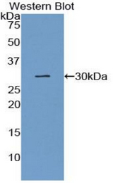Western blot of recombinant GJA4 / CX37 / Connexin 37.