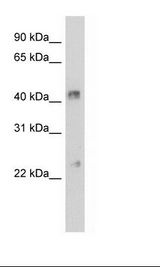 NIH 3T3 Cell Lysate