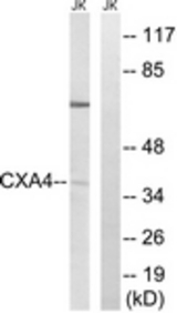 Western blot of extracts from Jurkat cells, using GJA4 Antibody. The lane on the right is treated with the synthesized peptide.