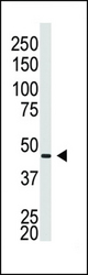 Western blot of anti-GJA5 N-term antibody in Placenta lysate. GJA5 (Arrow) was detected using purified antibody. Secondary HRP-anti-rabbit was used for signal visualization with chemiluminescence.
