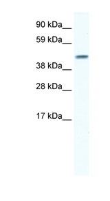 GJA5 / Connexin 40 antibody LS-B959 Western blot of Fetal lung lysate.