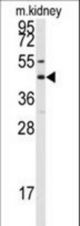 Western blot of anti-GJA8 Antibody in mouse kidney tissue lysates (35 ug/lane). GJA8 (arrow) was detected using the purified antibody.