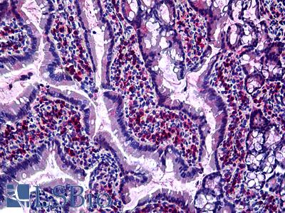 Anti-GJB2 antibody IHC of rat intestine. Immunohistochemistry of formalin-fixed, paraffin-embedded tissue after heat-induced antigen retrieval. Antibody LS-B5511 concentration 10 ug/ml.